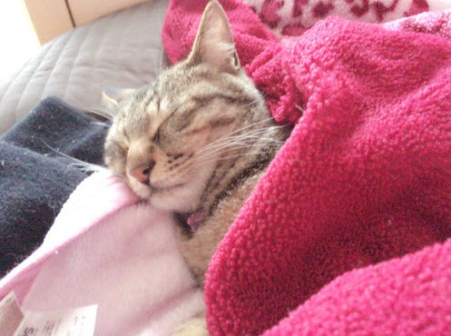Спящие коты «заполонили» Интернет - meteo.by