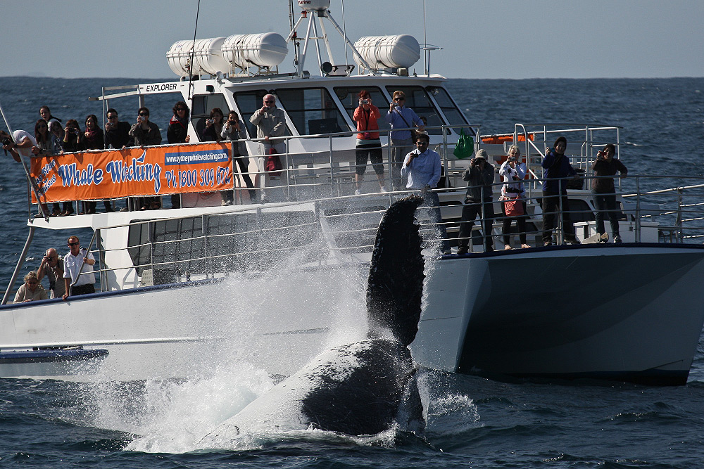 Наблюдение за китами в Сиднее