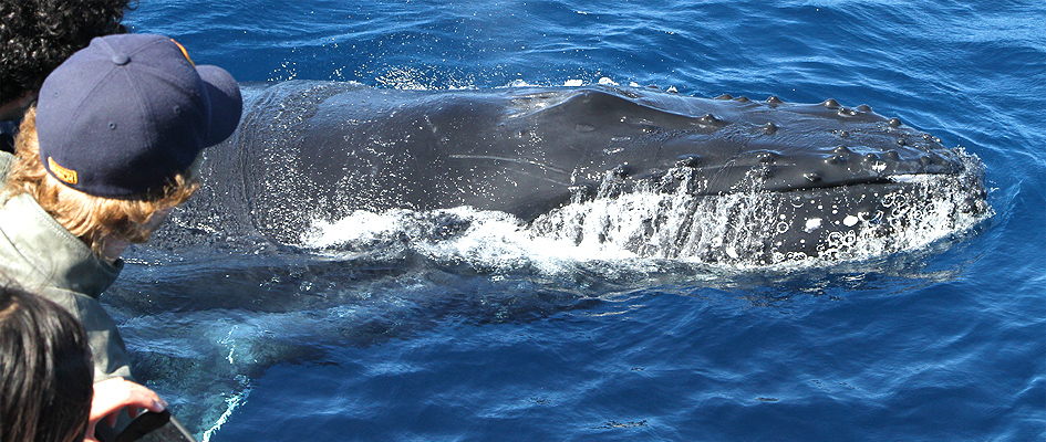 Наблюдение за китами whale watching