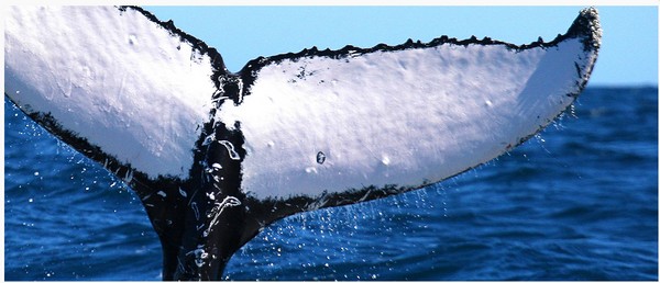 Наблюидение за китами whale watching